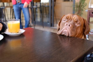 Bologna dog at cafe